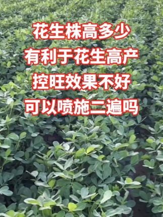#花生种植 #花生种植管理技术 #花生高产 #抖音助农扶农 #分享农业知识帮农民增产增收