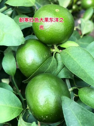 红色大果耐寒东洋之光 东洋之光。杯苗和裸根苗都可以安排现挖现发,苗子粗壮根系好。红色大果型耐寒新品种柑橘。,到春节果子变红,由甘平和葡萄柚杂交的。抗冻能力强,耐低温零下八度左右。抗病能力强。单果重1斤左右,丰产易挂果,这个品种在每个地区表现有所差异,大面积种植的话,还是建议先试种。#东洋之光 #农业种植#白月光新品种柑橘苗木