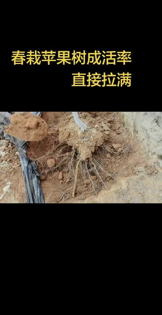 #栽果树想肯活、成活率高,关键就看这几步!#栽果树肯活的方法 #果树种植技术 #农业干货 #果园管理@DOU+小助手