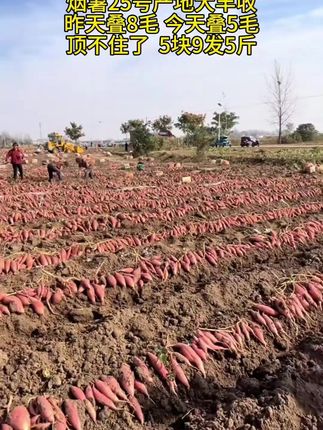 烟薯25号蜜薯糖心红薯新鲜地瓜现挖沙地番薯山芋农科院红薯5斤 #红薯