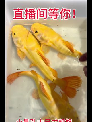 #黄金招财猫#小鼻孔黄金猫