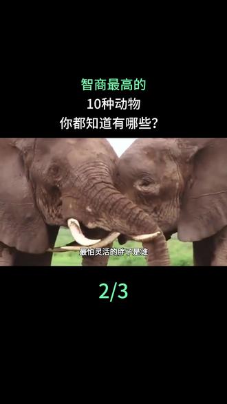 智商最高的10种动物,你都知道有哪些?