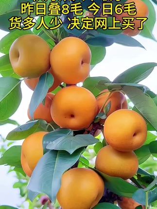 秋月梨上市了,果园现摘现发,新鲜采摘,香甜多汁!#秋月梨 #梨子 #梨 #新鲜应季水果 #水果