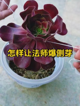 用了它就是奇迹再现 爆牙多不多?#养花小知识 #分享家庭养花知识 #养花人 #爱生活爱养花
