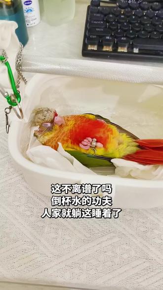#小太阳鹦鹉 #鹦鹉 #宠物 小太阳睡觉太搞笑了