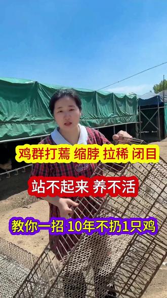 鸡打蔫缩脖,伸脖怪叫,拉稀站不起来,养不活,叫你一招,10年不伤1只鸡#鸡 #养鸡 #土鸡 #蛋鸡 #养鸡人