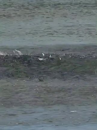 ROCKPA喷水波爬路亚假饵水面系浮水撞水波扒噪音声波鲈鱼翘嘴黑鱼#爱生活爱钓鱼 #钓鱼的乐趣只有钓鱼人懂 #路亚假饵 #假饵 #路亚钓鱼技巧