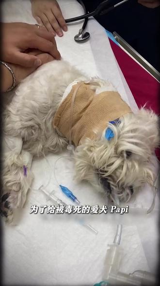 终于等到了!正义从来不会缺席!! #撸爪 #西高地papi #呼吁动物保护法 #西高地papi审判结果 #宠物投毒