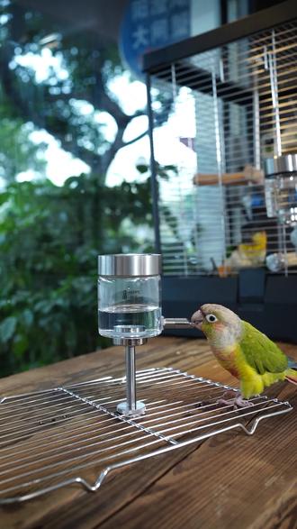 再也不怕小鸟渴着!保温箱专用鹦鹉饮水器来啦! 这个是运费险产品!拍下后不满意可以直接退回去哦~#萌宠#萌宠出道计划#萌宠好物#鸟笼