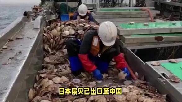 日本扇贝已出口至中国