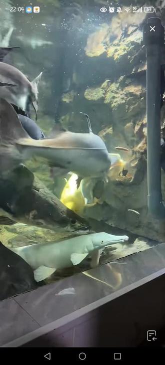 阿哲的孩子们都好可爱#暖心阿哲#刀疤鲤