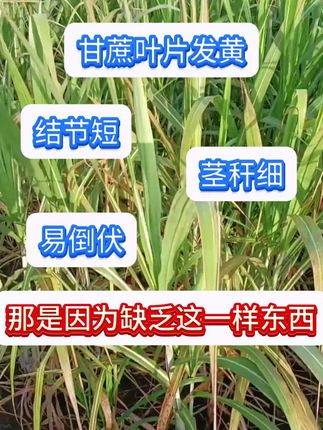 甘蔗根茎增甜剂甘蔗根茎专用肥拉直甘蔗根茎种植技术与施肥地下#干货分享#好物推荐#家用好物 #自用好物#推荐购买