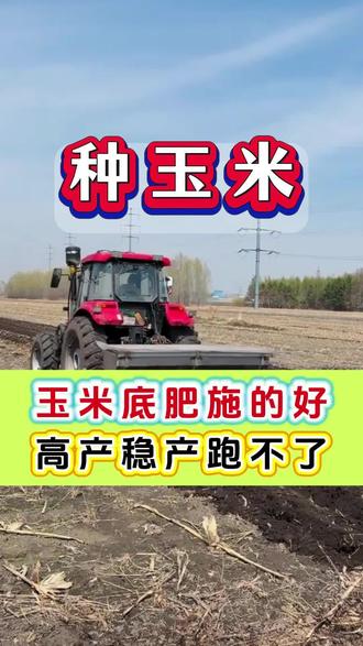 玉米底肥施的好,高产稳产跑不了 #玉米种植 #玉米高产 #种玉米 #农业种植 #玉米种植技术
