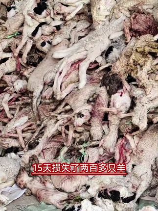 #牛羊养殖 #三农 #返乡创业青年 #养殖技术 #交流养殖经验