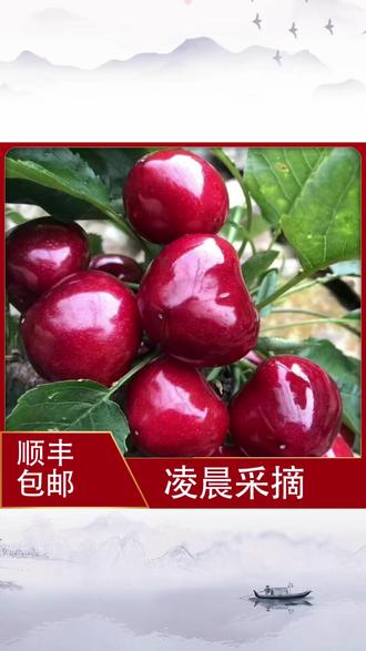 尝鲜大连美早樱桃顺丰空运包邮超新鲜 #大连美早樱桃 #生鲜水果 #樱桃尝鲜 #顺丰包邮 #新鲜水果