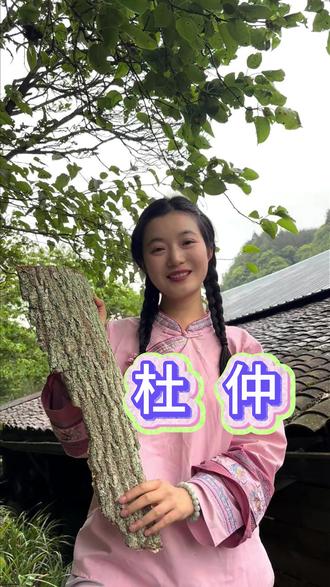 山中无杂草篇--杜仲 上班久坐人的福音#杜仲 #植物科普 #杜仲煮水