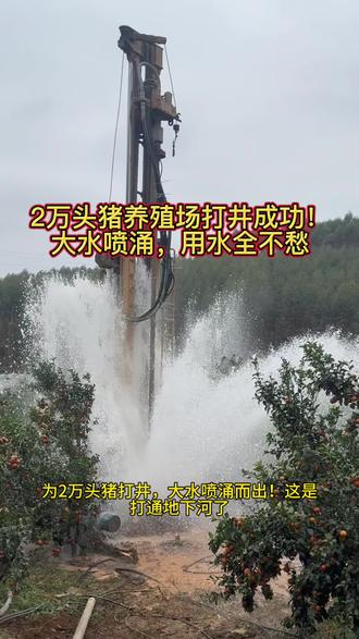 猪场养殖用水井水量超大,打井打多少米出水#打井钻井 #施工现场实拍 #钻井全过程 #打井打到地下暗河