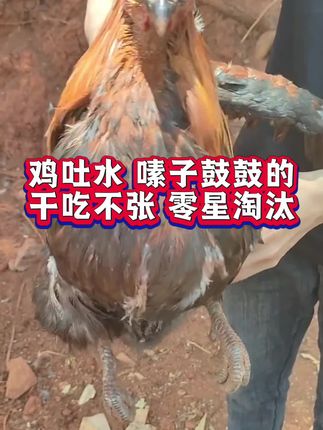 鸡吐水,嗉子鼓鼓的,干吃不张零星淘汰#养鸡人#散养土鸡#养鸡妙招#养鸡方法