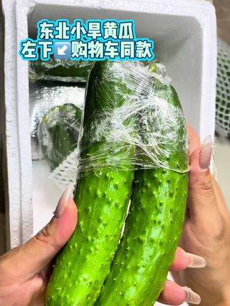 管理期不敢吃水果的快来,尝尝东北新鲜脆嫩旱黄瓜,口感好营养丰富秋季新鲜现摘现发。 #美食推荐官 #水果黄瓜 #抖音美食推荐官 #优质农产品