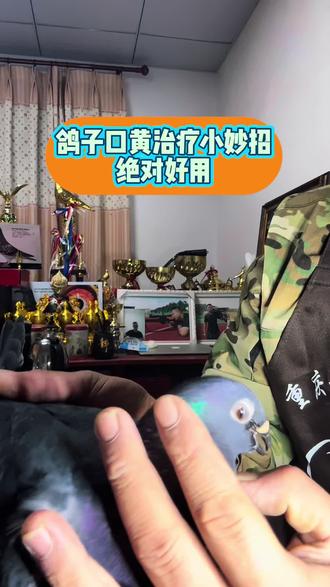 鸽子口黄治疗小妙招,绝对好用!#职业赛鸽