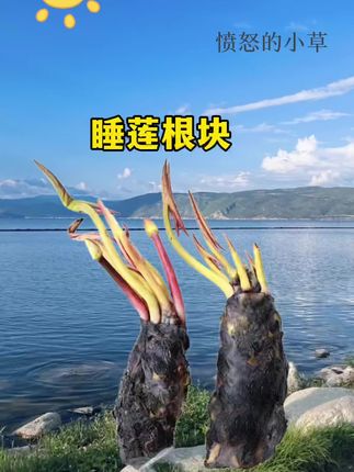 #睡莲根块 #花卉绿植 #爱生活爱养花 #超便宜超划算 #睡莲