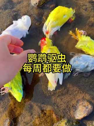 鹦鹉体虫体表一喷剂羽毛螨虫除线虫牡丹小太阳和尚鹦鹉驱虫喷雾#鹦鹉日常 #宠物鸟 #可爱萌宠 #遛鸟