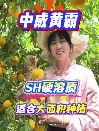 中威黄霸(原金梦三号),免套袋纯黄色,没果锈,省工省时减少开支,不反色平顶凹形,六月初成熟,果重250克~350克,超长货价期25天不软不落果,含糖量高,脆甜浓香,风味浓郁,自花结实丰产耐储运。品种权归中威果丰公司所有,其他单位和个人销售金梦三号全部为假冒苗木#优质果品#苗木种植基地 #苗木供应