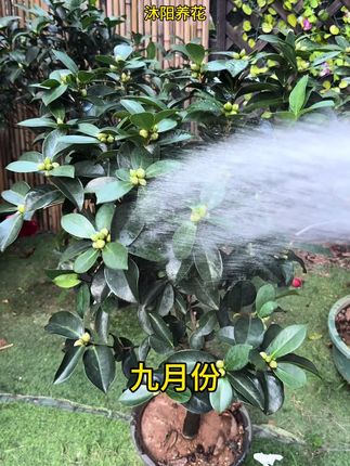 #花卉绿植 #养花小知识 #茶花