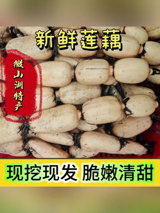 【新藕上市】微山湖九孔白莲藕当天现挖现发不漂白不泡药微山湖特产#莲藕 #新鲜莲藕 #白莲藕 #九孔白莲藕 #微山湖莲藕