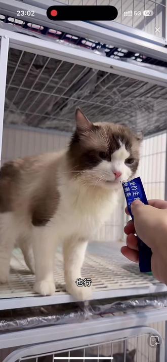 #小峰布偶猫 #直播切片 #六六 老六还能逆袭成毫猫吗