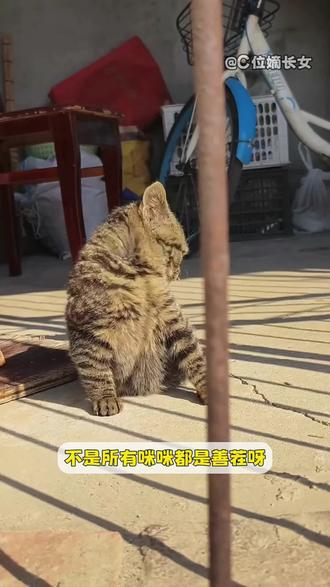 眯眯眼豹纹皮的就是社会猫
身上背了好几条鼠命
#宠物知识 #神奇动物在抖音 #猫咪 #上热门🔥 #动物的迷惑行为