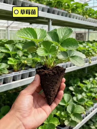 #草莓种植 #草莓苗