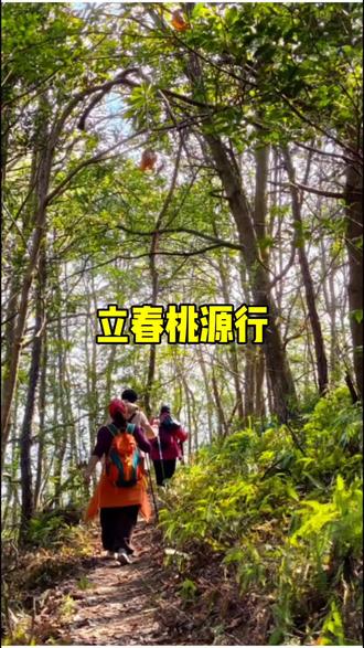 立春日,去桃源寻仙去。
车停上宝相村,从水磨岭上山,寻访大水磨,探秘仙女洞,过普光山村,再经过普光寺旧址,从游岭下山,回到上宝相村,走了个小环线。
从村边公路拐入水磨岭山道,这段古道保存得很完好,台阶高度刚半脚跨度,走起来毫不费力。
行至水磨岭,昔日的村落已整村搬迁,紧锁的木门上积着薄尘,几间房屋已然倒塌,断壁残垣间还挂着没收走的衣物,门前堆着的稻杆、楼角放着的蜂桶,却还残留着浓浓的生活气息。村后便是令人震惊的大水磨,当年需得多少人合力,才能让这沉重的磨盘转动起来。我们在石磨边休整后继续前行,通往仙女洞的山路已被修整过,几处陡峭的崖壁上安上了铁链和踏脚板,行走起来稳妥安心。山路两旁,浓密的芒萁长势喜人,绿色厚软的叶片透着春的气息。
仙女洞位于半山腰。洞内可见人类居住的痕迹,虽不见传说中仙女的身影,心中却无半分失落——这般青山环抱、绿意盎然的景致里,人在山中就是“仙”嘛。我们不就是自己寻觅的“仙人”吗?站在洞口俯瞰桃源坑,坑谷深邃,只是恰逢枯水期,坑中无水,少了几分灵秀之气,却也多了几分苍劲雄浑。
离开仙女洞,便踏入了普光山村,又名桃源谷村,果然不负其名。村子静谧得如同世外桃源,我们在村中长廊下歇了脚,继续前行。
桃源水库如一颗明珠镶嵌在群山之间,库水虽不丰盈,却澄澈碧绿,偶有野鸭划过水面,荡起一圈圈涟漪。
水库行不远便是普光村,村子因昔日的普光寺而得名,全村仅有三户人家,宁静而古朴。遗憾的是,普光寺已沦为遗址。村后几棵枫树高大挺拔,等到深秋叶红之时,一定很漂亮!
从普光村出来,从游岭下山便回到了上宝相村。岭脚的红色游岭廟让人眼前一亮,攀爬在院墙上的藤蔓和光影成了一幅天然的画作。
此次徒步行虽因路况不熟,错过了慈云寺、仙人洞与桃源庵,留下了几分遗憾,但这份遗憾恰是重逢的契机,让人心生期待,盼着下次再来探寻。
立春日的这场行走,虽无繁花似锦,却有青山相伴、绿意相随,何尝不是一场最惬意的踏春?