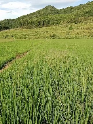 #自然现象知识介绍 田地里都干了没水了天不下雨就没稻子割了