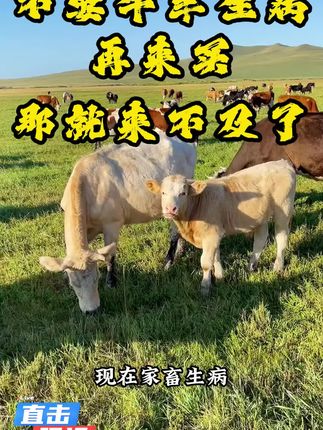 牛羊上火不吃饲料,这款饲料帮您轻松解决!! #养殖人加油 #养殖基地 #养殖户 #养牛人的生活 #养殖三农