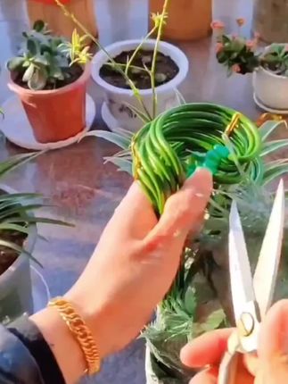 #植物固定防倒伏花架子#撑花支架 #花架子