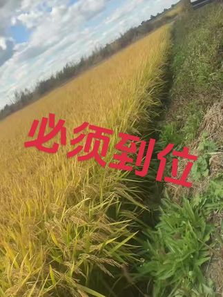 五常大米头茬新米采摘中#美景 #美丽乡村风景 #五常大米稻花香 #五常大米原产地 #乡村助农