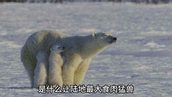北极熊妈妈硬核带娃:饿肚子也要护崽周全 #动物世界 #北极熊 #一代人有一代人的动物世界