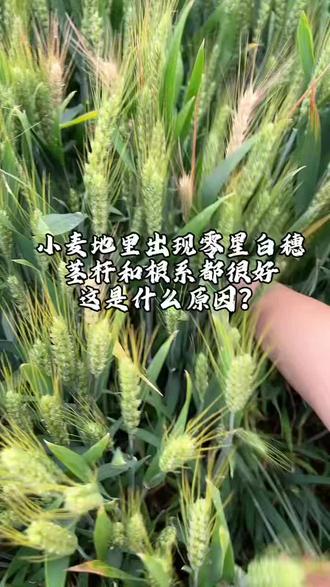 小麦地里出现零星枯白穗,是怎么回事? #三农种植知识分享 #田间地头就是我的舞台 #小麦