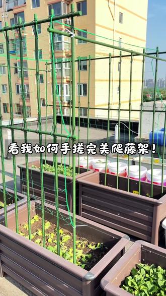 看我如何手搓完美爬藤架!#种植小技巧 #种菜小技巧 #种菜 #种花 #阳台种植
