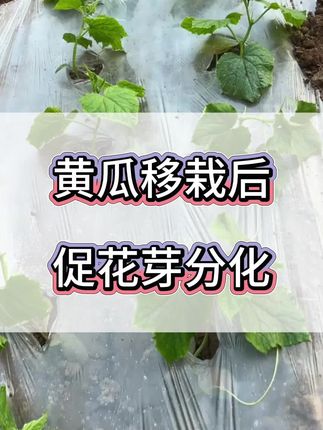 黄瓜移栽后,促花芽分化#黄瓜种植