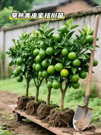 早熟青皮蜜桔树苗#果树盆栽 #柑橘 #果树 #果苗种植 #果树苗