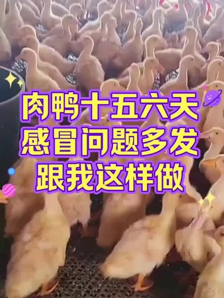 #科学养鸭 #养鸭人 #肉鸭养殖 #养鸭 #科学养殖