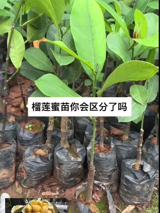 榴莲蜜苗,枝干带毛毛,带土带叶,榴莲蜜比菠萝蜜还甜,比榴莲味道浓的榴莲蜜,果肉软糯香甜,一款果子类似菠萝蜜含有榴莲味道的品种#农业种植 #三农 #榴莲蜜苗