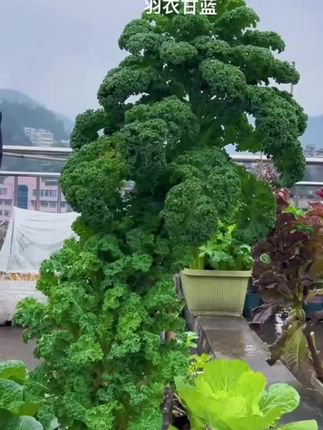 冬天不怕霜冻,夏天不怕炎热,一年四季都能保持常绿,而且它非常好养,不挑环境,不挑土壤,阳台小院种几个颗不仅长得好看,营养价丰富,可以不断的掰叶子吃,不论是凉拌还是清炒。 或者是榨汁都很不错,根茎可以用来炖汤##在家种菜 #阳台种植 #绿色蔬菜