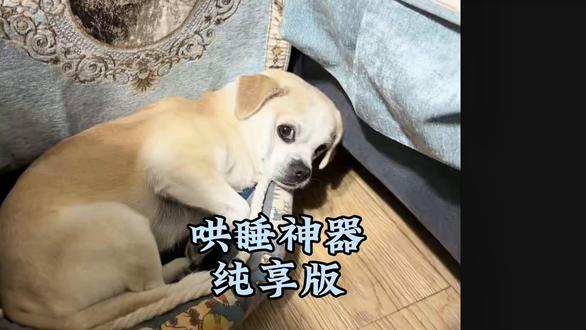 哄睡神器 纯享版 #二手机 #东北老刘 #二手手机 #小鸭子嘎嘎嘎 #长春 @抖音小助手 @澄宇数码 @抖加上热门 @蓬澄通讯