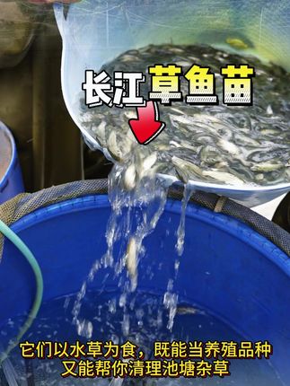长江草鱼苗,可套养,一亩塘自然散养300-500条 #鱼苗 #草鱼 #四大家鱼养殖 #水产养殖 #水产人