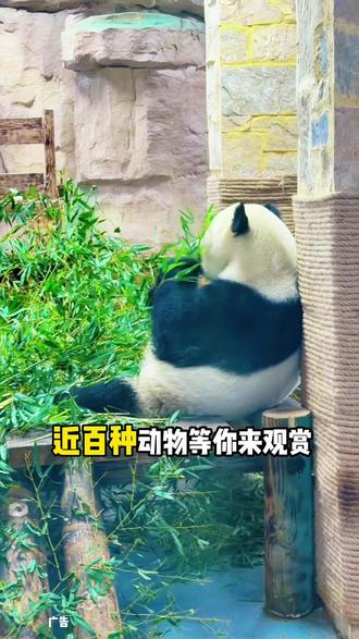 不仅半价,而且1米4以下或者6周岁以内的儿童都免票,左下角活动赶紧抢#无锡动物园#无锡动物园太湖欢乐园#519中国旅游日#可爱动物 #亲子游玩好处