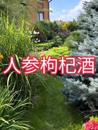 人参枸杞酒,一桶5L整整10斤装,两种度数!到手 很划算#好喝不贵 #白酒 #纯粮酿造 #口粮酒 #中老年宝藏单品