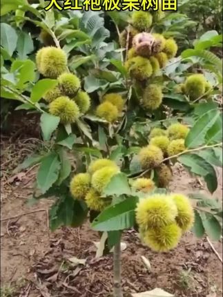 【2-3年苗3颗装】板栗树苗嫁接大红袍板栗树苗南北方种植盆栽地栽 #板栗树苗 #大红袍板栗 #南北种植 #盆栽地栽 #树苗种植